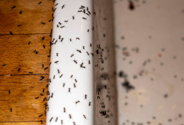 Trusted Baldwin, FL Pest Control Experts