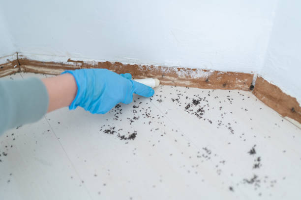 Best Flea Control Services  in Baldwin, FL